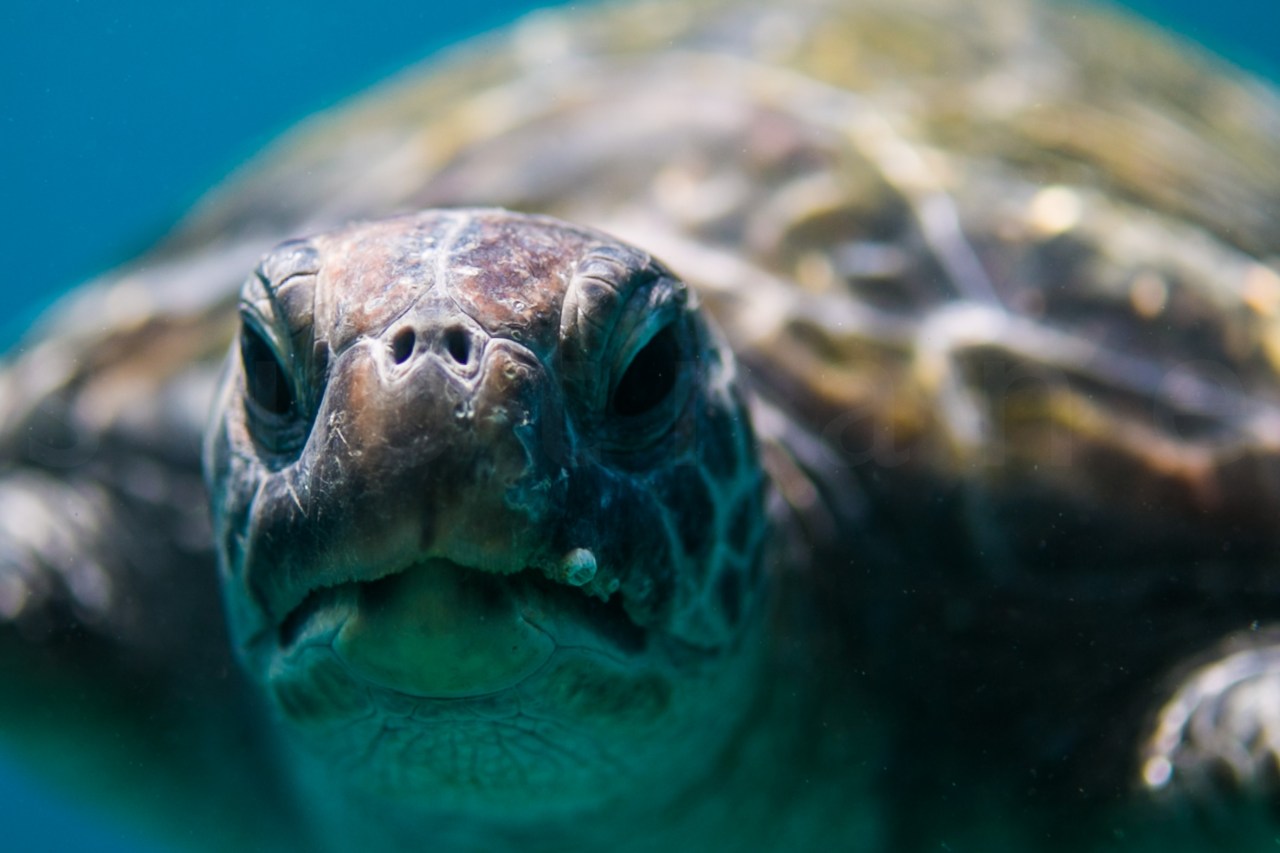 . t u r t l e f o c u s .