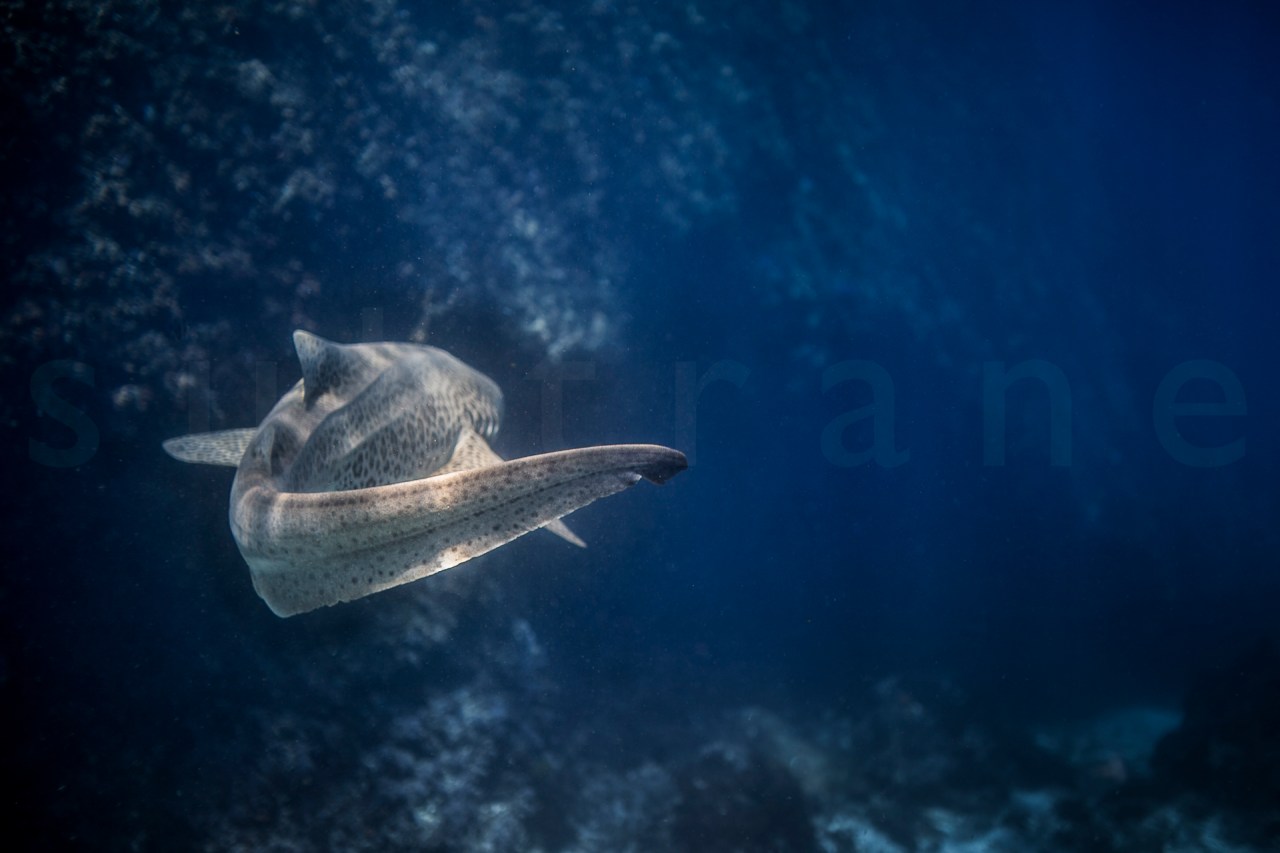 STU_0094©StewartBarry.jpg