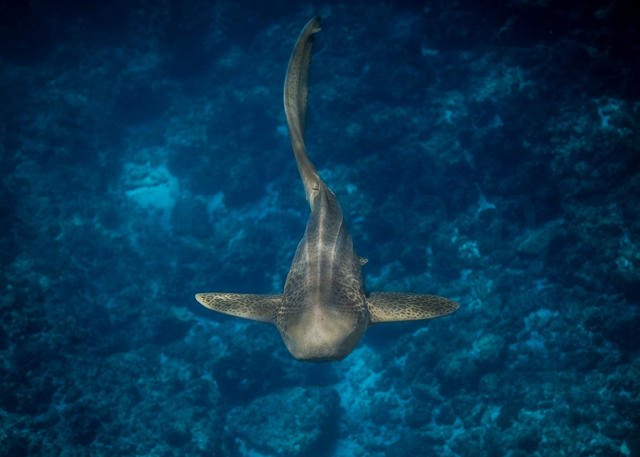 STU_0118©StewartBarry.jpg