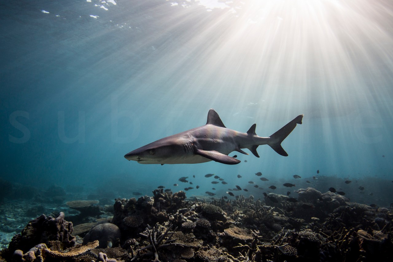 STU_1189©StewartBarry.jpg