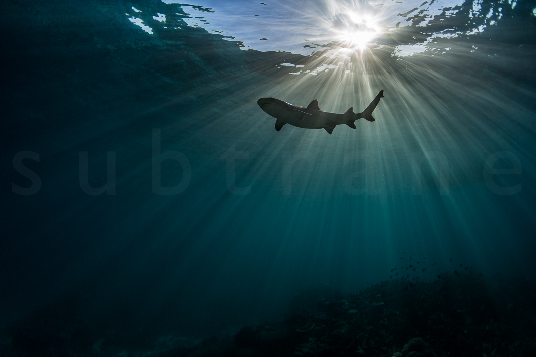STU_1195©StewartBarry-2.jpg