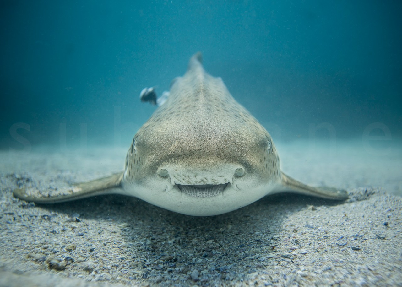 STU_9385©StewartBarry.jpg